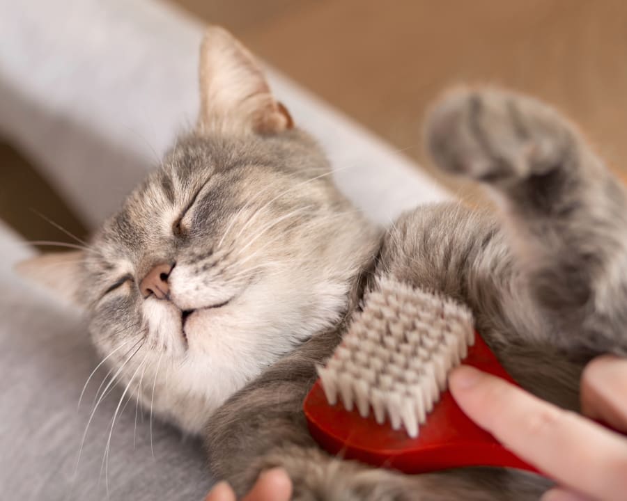 Pet Grooming in Suwanee Veterinarians