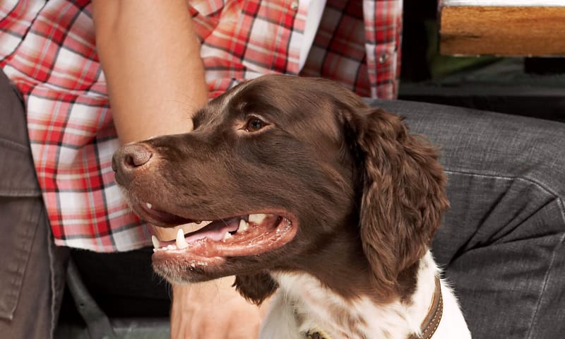 Boarding, Heart of Suwanee Animal Hospital | Suwanee Vet
