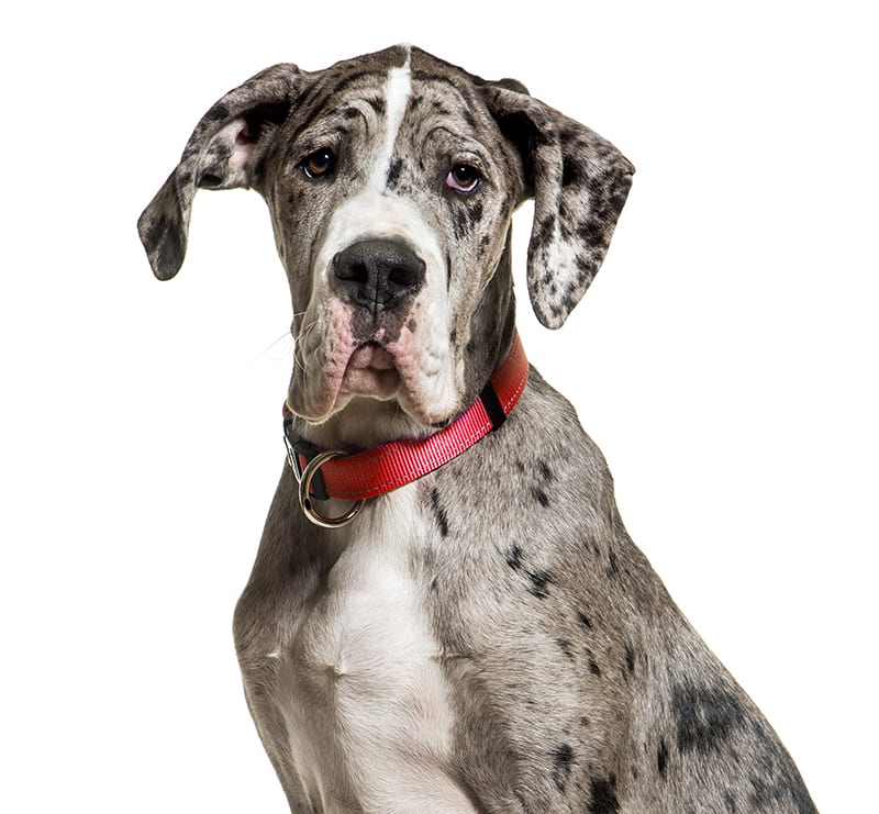 Giant Dogs, Heart of Suwanee Animal Hospital